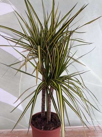 Dracaena Lemon due rami