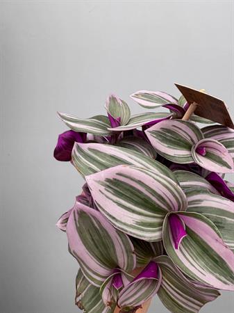 Pianta con foglie rosa da interno tradescantia nanouk