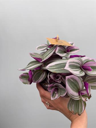 Pianta con foglie rosa da interno tradescantia nanouk