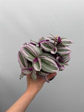Pianta con foglie rosa da interno tradescantia nanouk