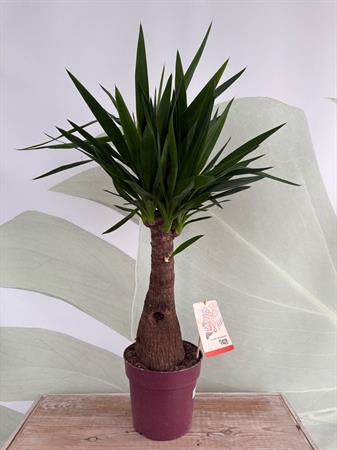 Yucca
