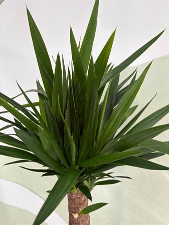 Yucca