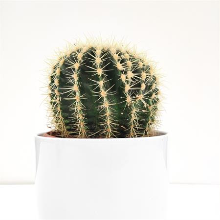 Grusone Cactus rotondo a palla
