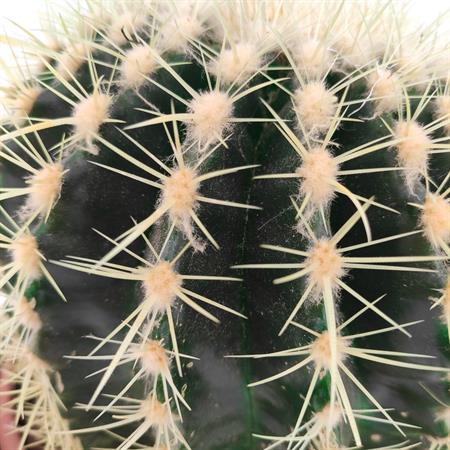 Grusone Cactus rotondo a palla