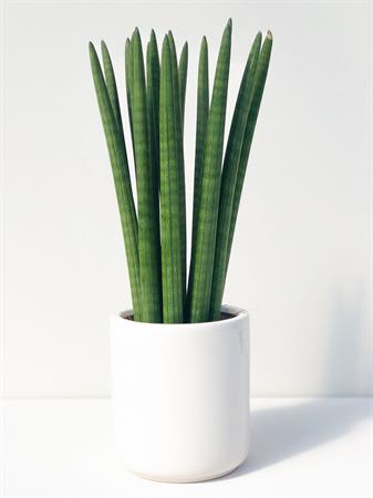 Sansevieria cilindrica pianta grande