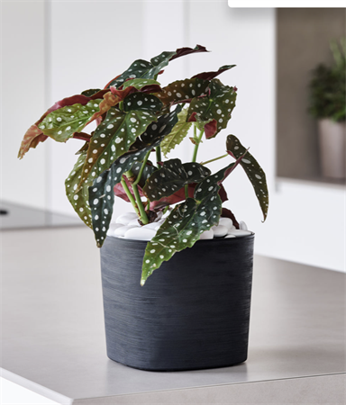 Vaso Capri con riserva d'acqua d.29