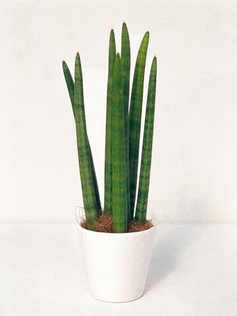 Sansevieria cilindrica pianta piccola