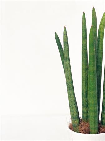 Sansevieria cilindrica pianta piccola