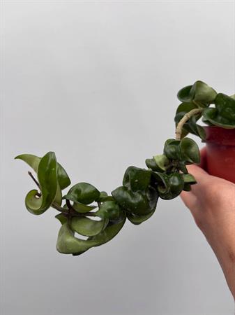 Hoya Carnosa fiore di cera