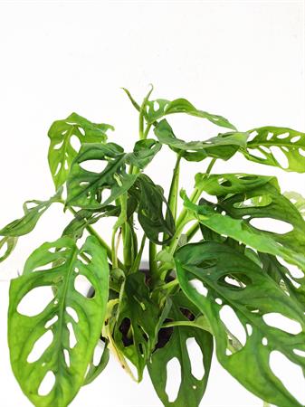Monstera adansonii pianta foglie traforate