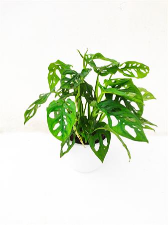 Monstera adansonii pianta foglie traforate