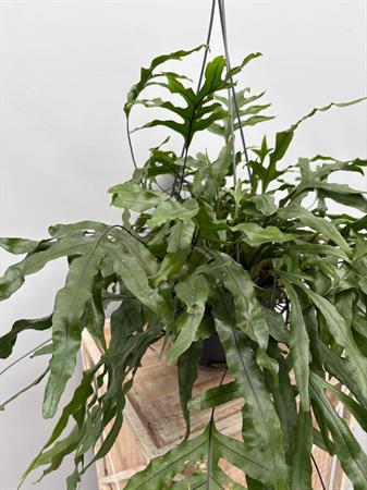 Felce microsorum particolare da appendere