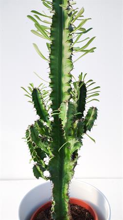 Cactus del deserto euphorbia eritrea african milk tree