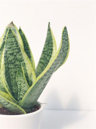Sansevieria trifasciata pianta piccola