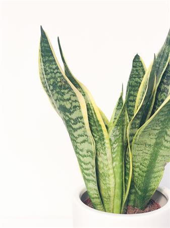 Sansevieria pianta foglie a strisce