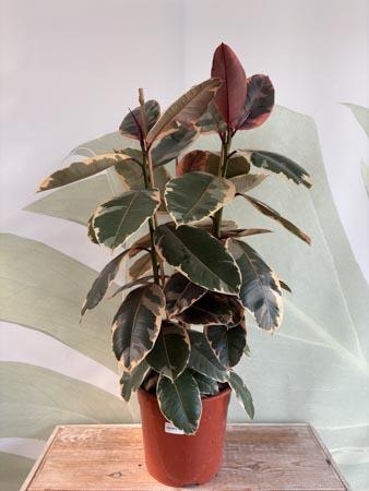 Ficus tineke pianta variegata
