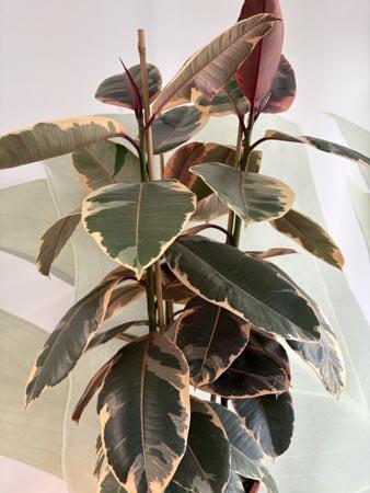 Ficus tineke pianta variegata