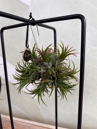 Tillandsia con supporto in ferro