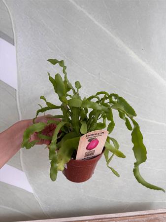 Epiphyllum