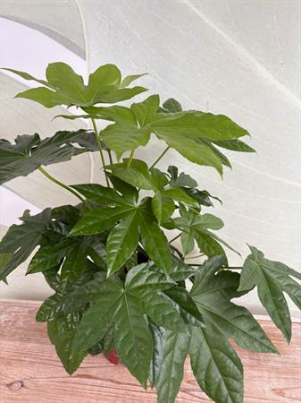 Fatsia japonica foglie a mano pianta verde interno esterno