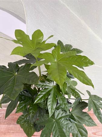 Fatsia japonica foglie a mano pianta verde interno esterno