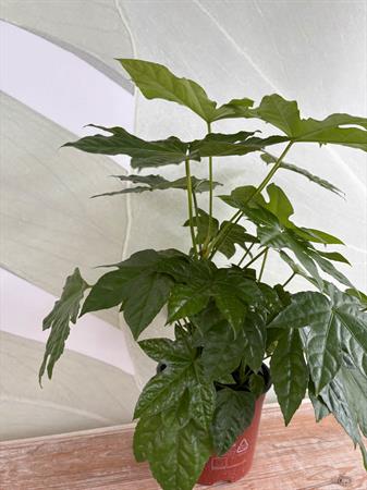 Fatsia japonica foglie a mano pianta verde interno esterno