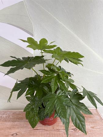 Fatsia japonica foglie a mano pianta verde interno esterno