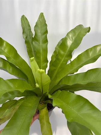 asplenium felce nido