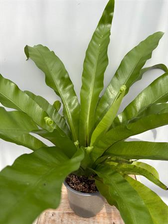 asplenium felce nido