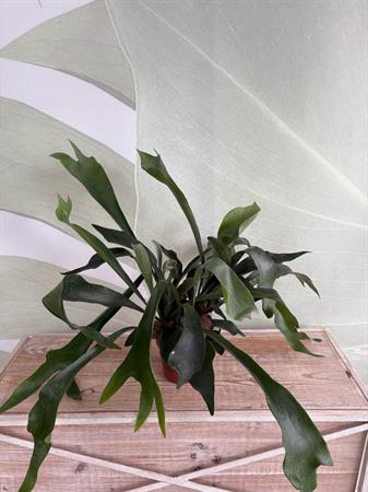 Platycerium