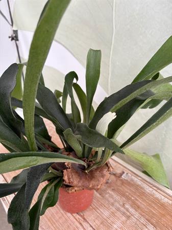 Platycerium
