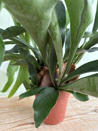 Platycerium