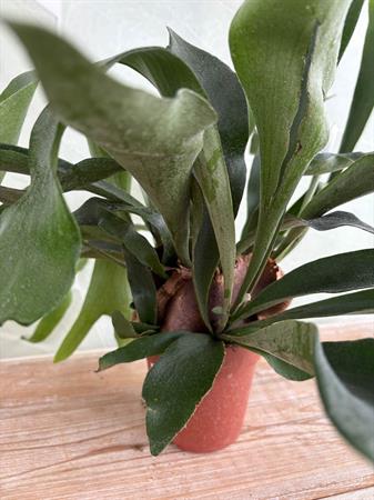 Platycerium