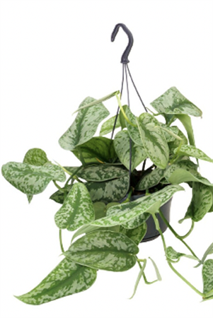 Pothos tiger variegato pianta ricadente da appendere
