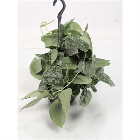 Pothos tiger variegato pianta ricadente da appendere