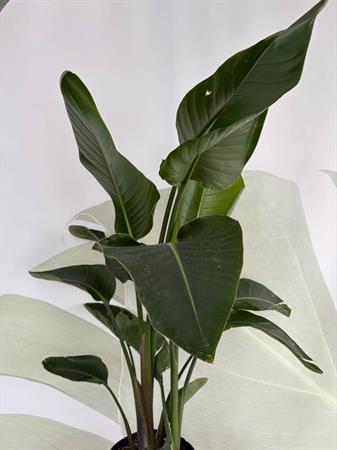 Strelitzia Nicolai
