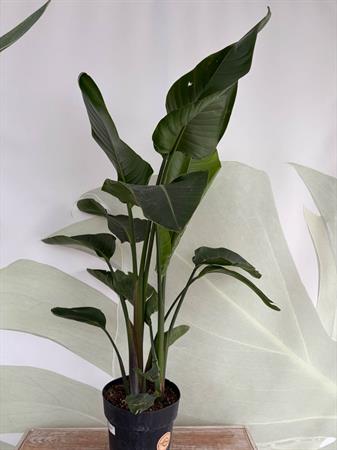 Strelitzia Nicolai