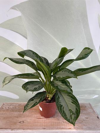 Aglaonema pianta poca luce foglie colorate