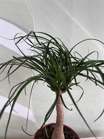 Beucarnea piede di elefante