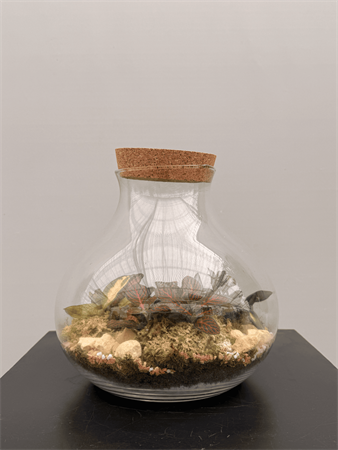 Terrarium grande