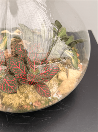 Terrarium grande