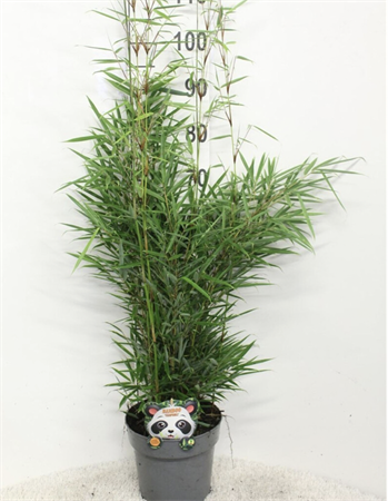 Bambù pianta con canne verdi