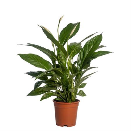 Spathiphyllum