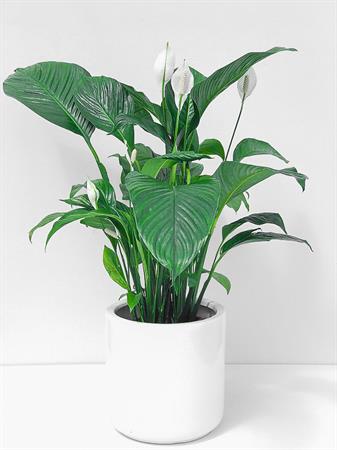 Spathiphyllum