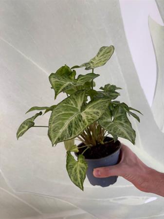 Syngonium variegato verde