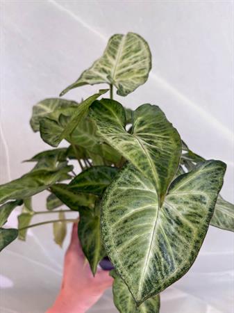 Syngonium variegato verde