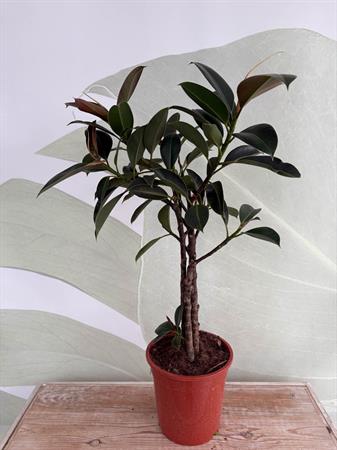 Ficus melany pianta foglie scure