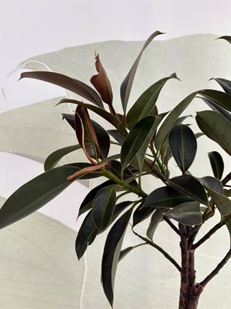 Ficus melany pianta foglie scure