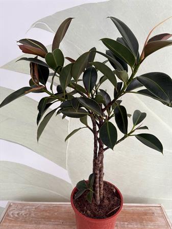 Ficus melany pianta foglie scure