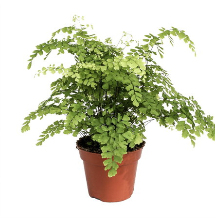 Felce adiantum capelvenere